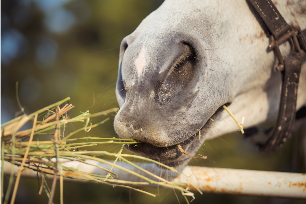 Jakie zasady powinno spełniać siani przeznaczone do żywienia koni?